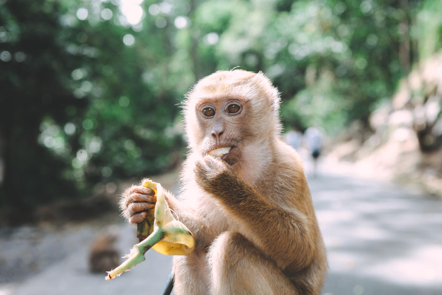 Portrait of monkey. Close-up monkey have a rest. Fooling around. Eating bananas. Thailand.