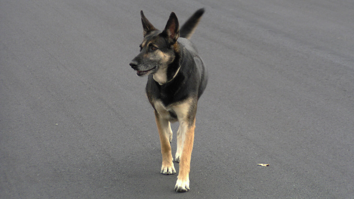 High Angle View Of Dog Standing On Road