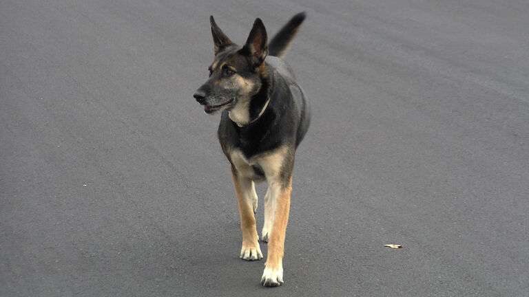 High Angle View Of Dog Standing On Road