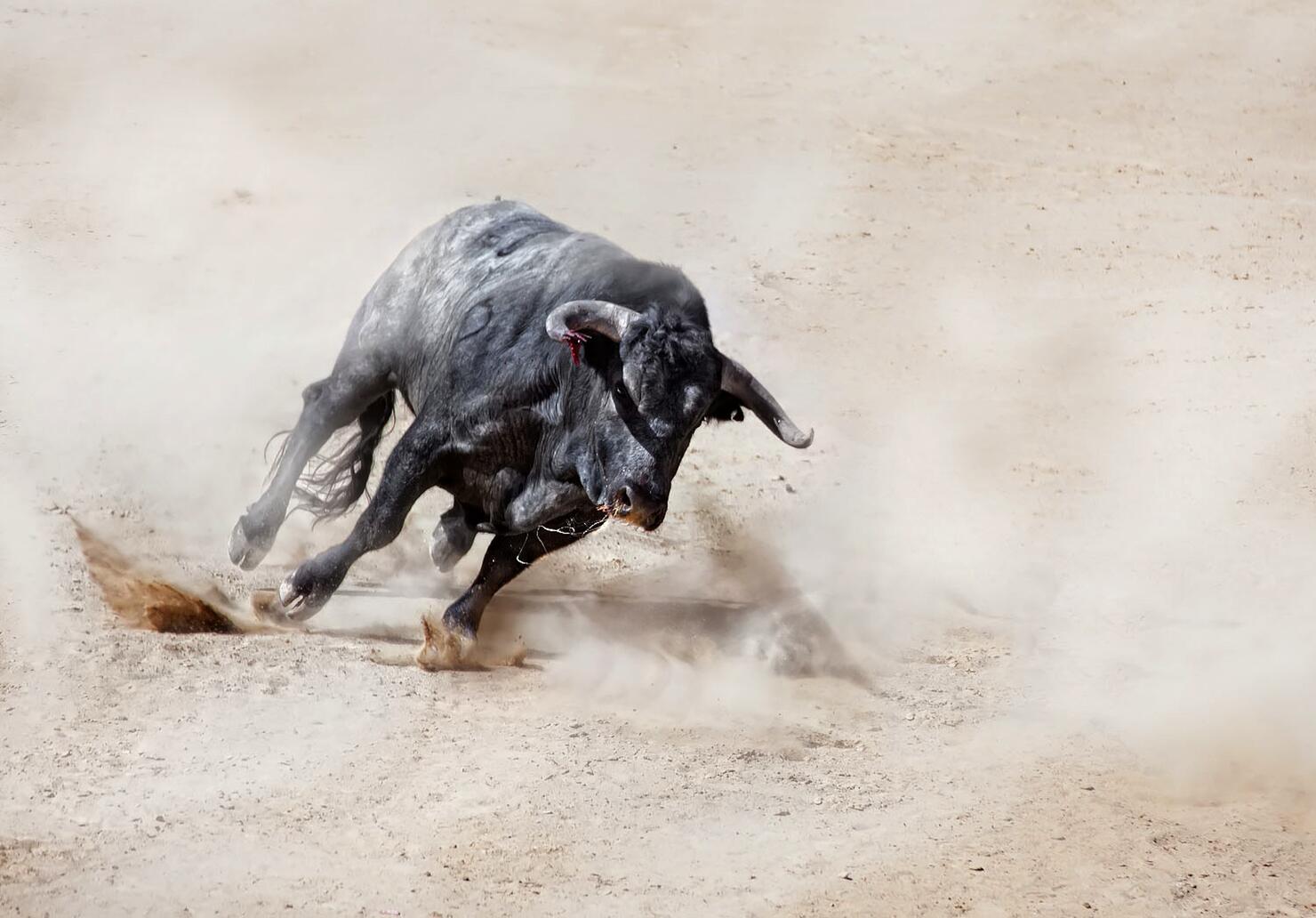 Bull charging across sand creating dust cloud
