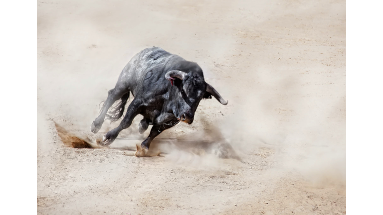 Bull charging across sand creating dust cloud