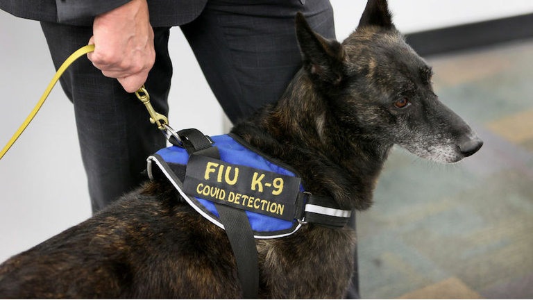 Miami International Airport Tests Use Of Covid-19 Detecting Dogs