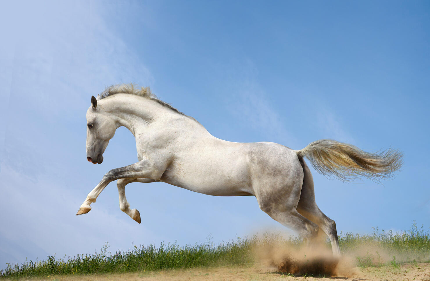 Side view of thoroughbred arabian horse running on field against sky