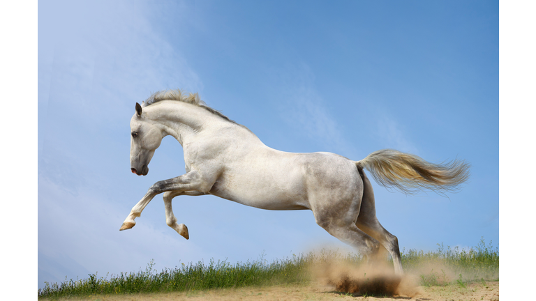 Side view of thoroughbred arabian horse running on field against sky