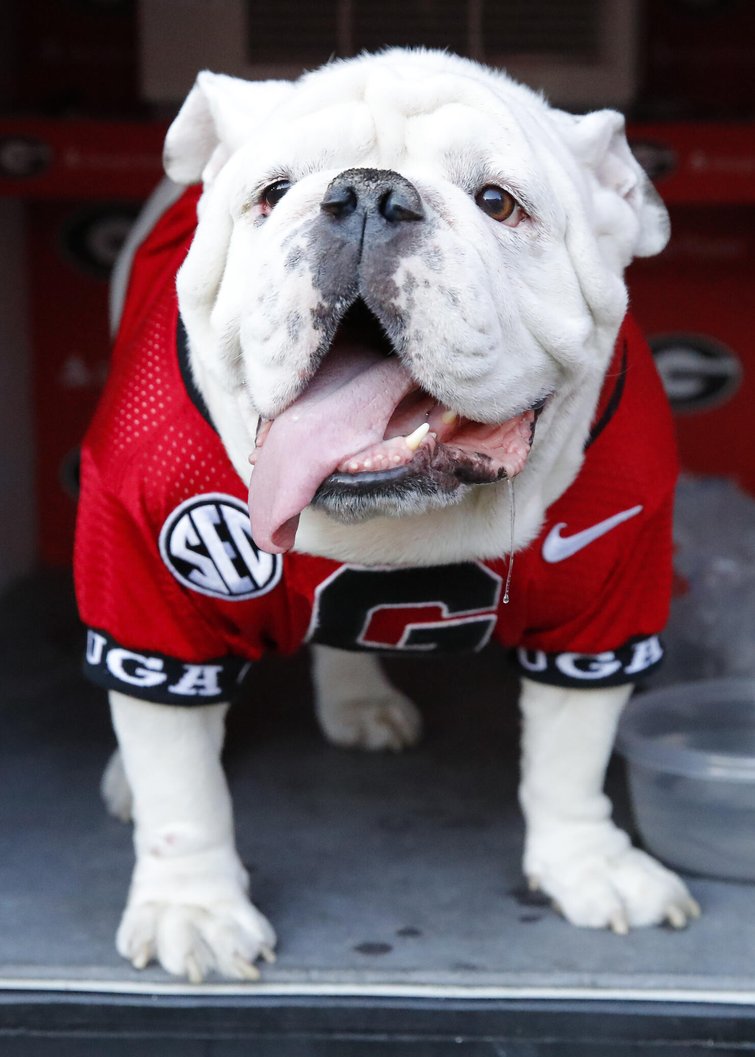 Georgia has a new mascot. Meet Uga XI 