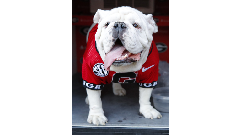 Georgia has a new mascot. Meet Uga XI 