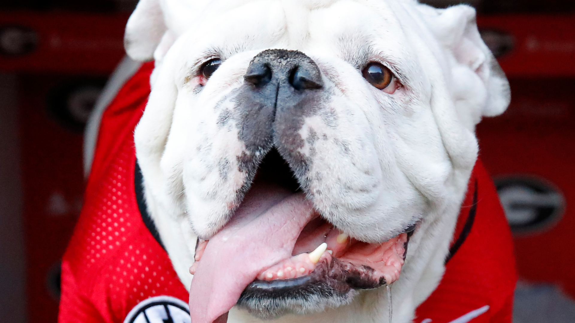 College Football Playoff on X: THE GEORGIA BULLDOGS ARE YOUR 2022 NATIONAL  CHAMPIONS!!!!! #GoDawgs x #cfbplayoff  / X