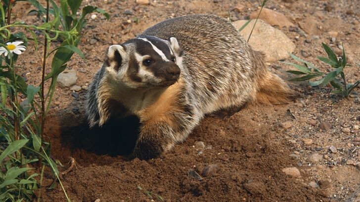 Grave-Robbing Badgers Torment British Grandmother by Dumping Bones in Her Yard