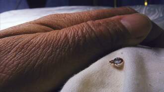 2 Kentucky Cities Landed On List Of Top Cities For Bed Bugs
