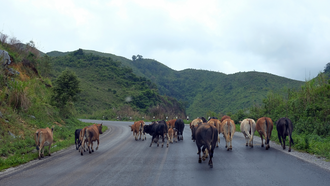 100 Cows On The Loose On Oklahoma Interstate
