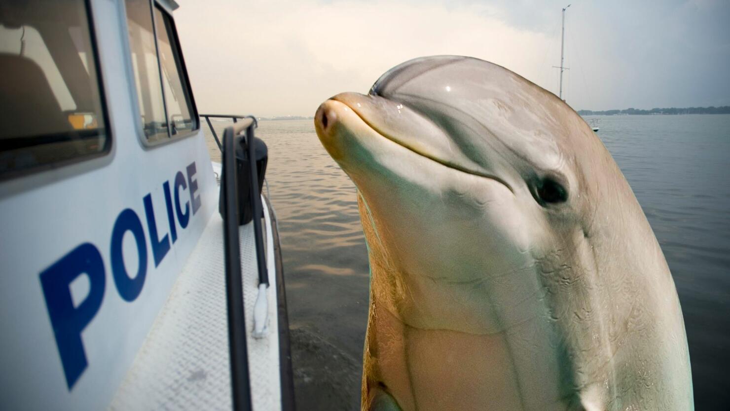 Body Cam Footage Shows Miami Police Officer Rescue Young Dolphin