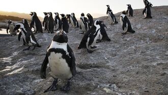 Video: Penguin 'Supercolony' Found in Antarctica