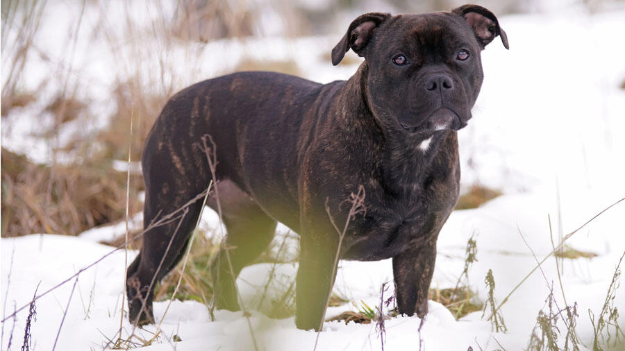 PHOTOS: Dog Lost For 4 Months Rescued From Snowy California Hillside ...