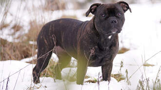  - PHOTOS: Dog Lost For 4 Months Rescued From Snowy California Hillside 