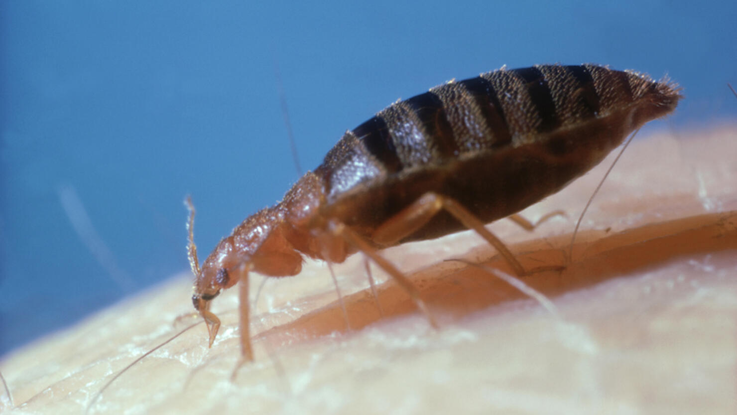 bed-bug: cimex lectularius  on human