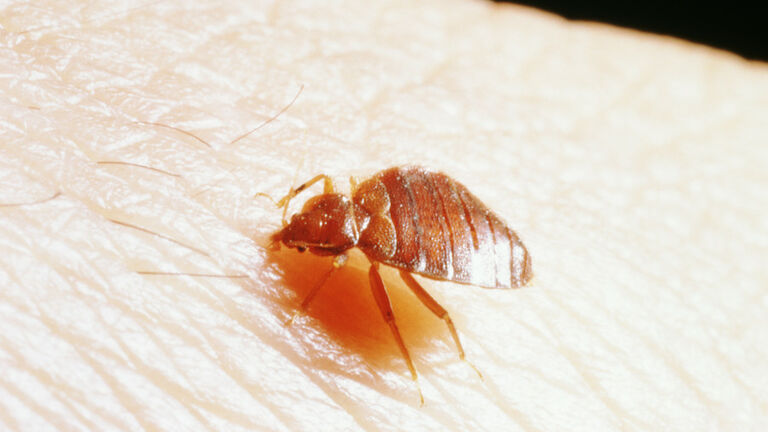 BEDBUG