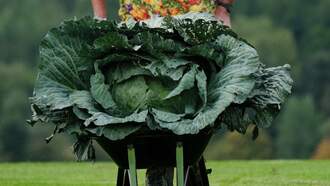 Oklahoma's 'Cabbage Patch Kid' Wins Big For Growing Giant Cabbage