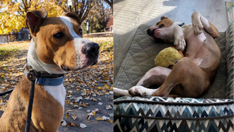 Ohio Dog Looking For His Fur-Ever Home After Spending 367 Days In Shelter