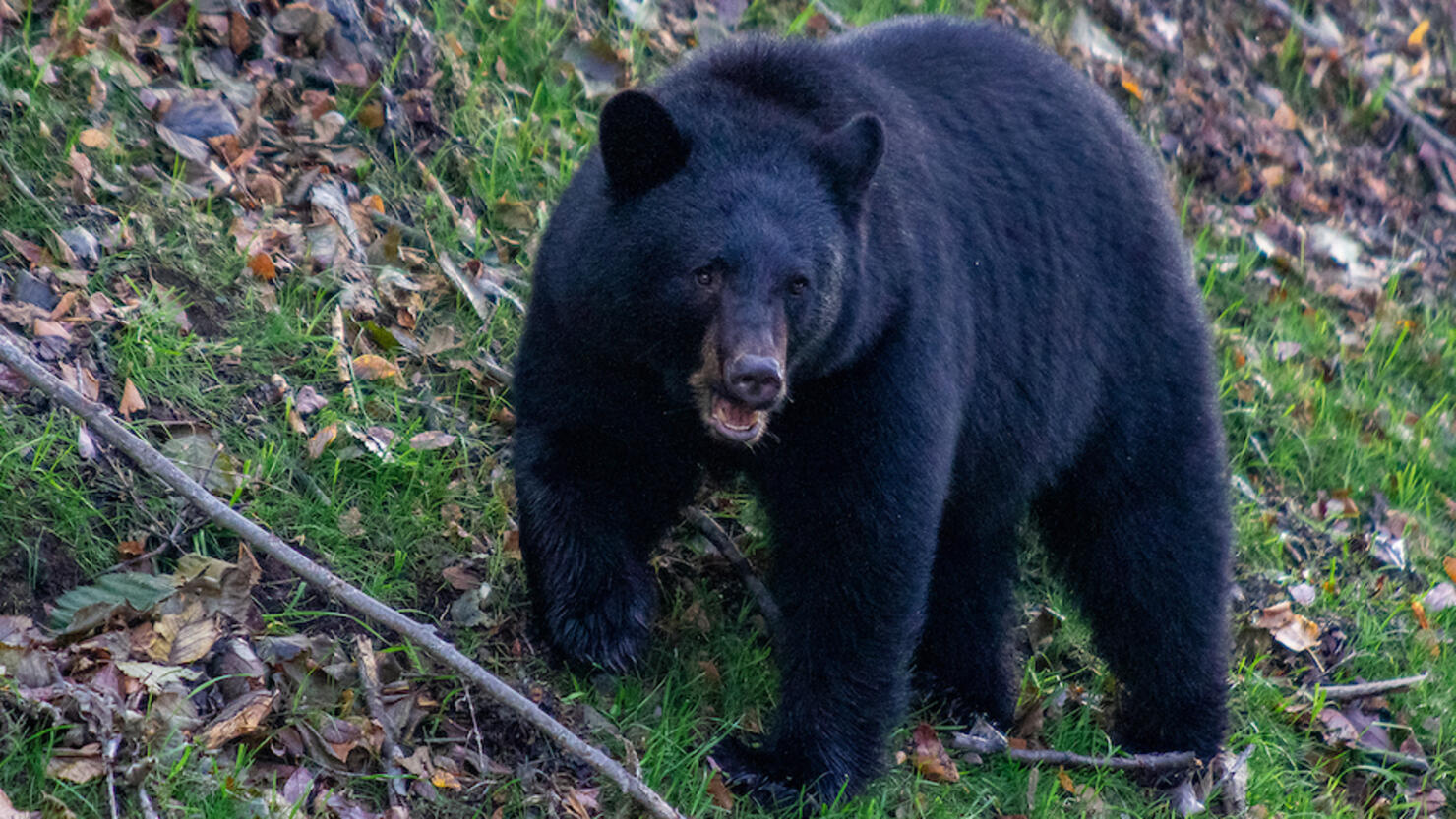 Bear stares down at intruder while grazing in Sterling, Alaska