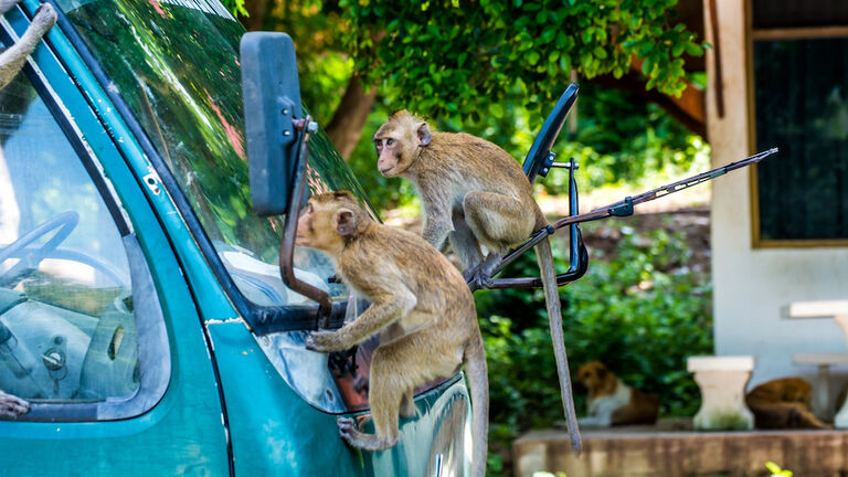 Monkeys On Truck