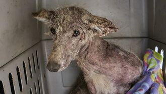 Pennsylvania 'Mystery Creature' Identified