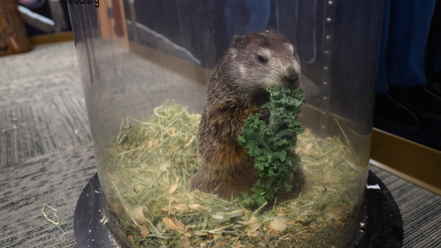 Annual Groundhog's Day Tradition In Punxsutawney, Pennsylvania Will Take Place Without The Usual Crowd