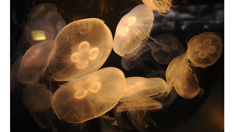 Moon Jellyfish swim in the Baja Gallery