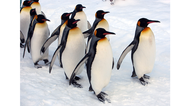 Up Close Viewing Of Animals Attracts Visitors To Asahiyama Zoo