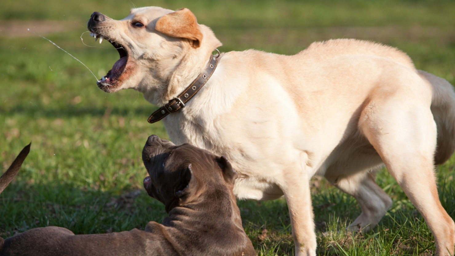 caught-on-video-owner-tells-dog-to-attack-utah-woman-iheart