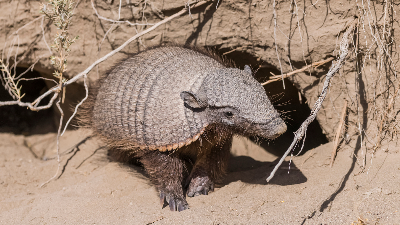 Groundhog Day It's Armadillo Day In Texas iHeart