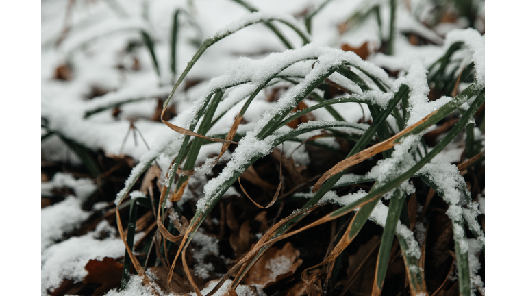 the grass is green and yellow under the snow, freezes, frost