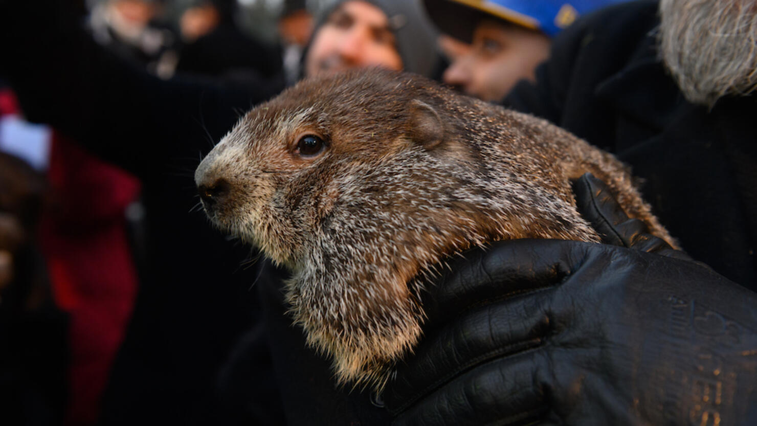 Crowds Gather To See Punxsutawney Phil On Groundhog Day In Pennsylvania