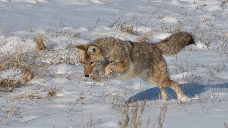 Coyote jumping for mouse under snow in Yellowstone National Park