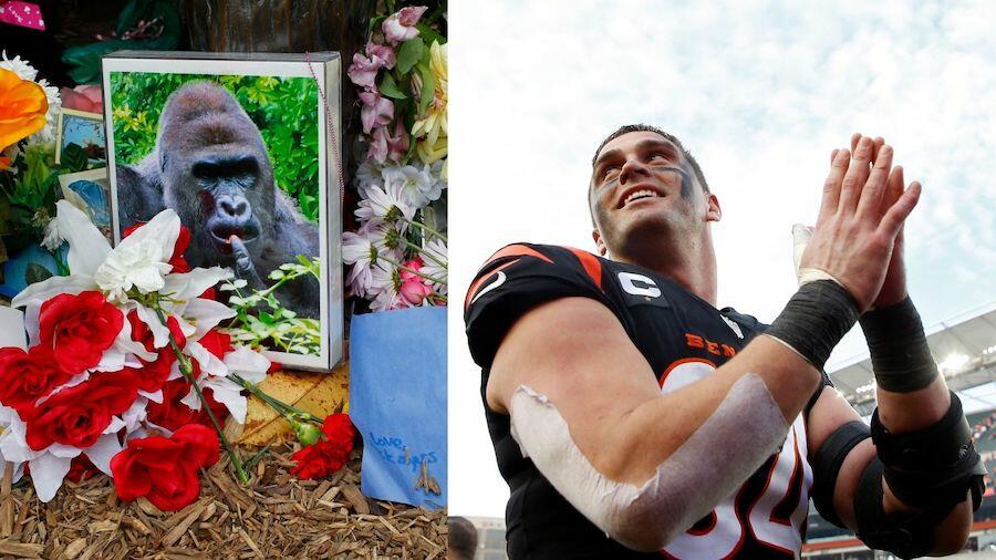 B/R Gridiron on X: Bengals DE Sam Hubbard says the team wants to win a  Super Bowl to honor Harambe, who was killed at the Cincinnati Zoo in 2016  (via @PardonMyTake)  /