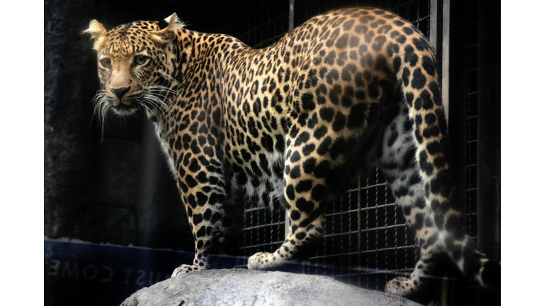 INDONESIA-ENVIRONMENT-ANIMAL-LEOPARD