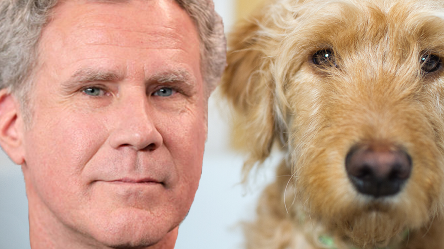 Dogs that look like best sale famous actors