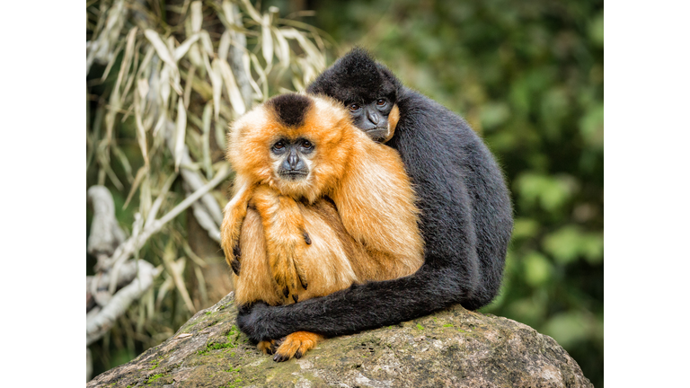 Close-Up Of Embracing Gibbons