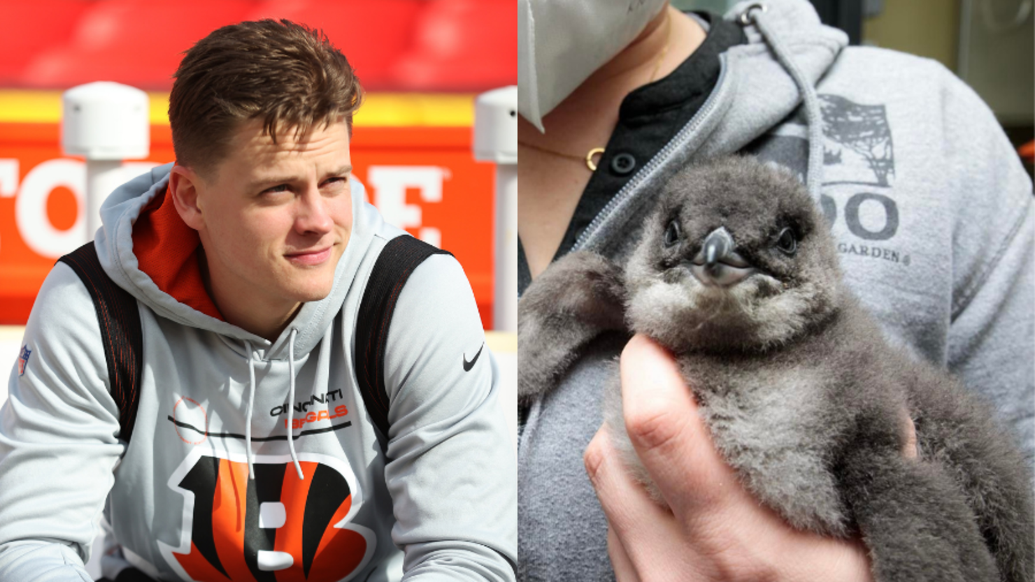 Bengals QB Joe Burrow's namesake is Cincinnati Zoo newly hatched penguin