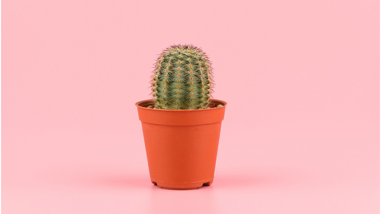 Close-Up Of Cactus In Pot Against Pink Background