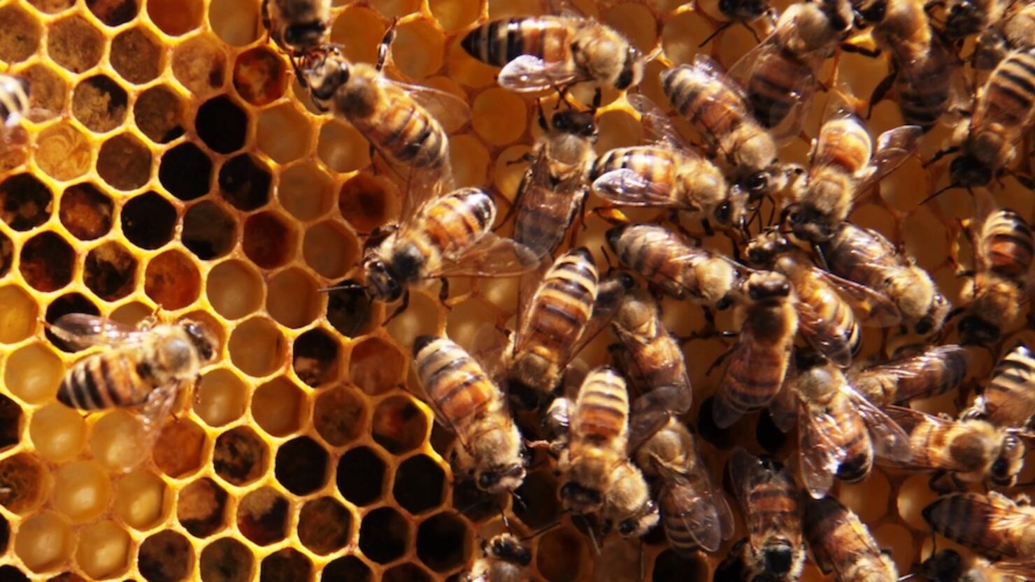 Close-Up Of Bees On Beehive