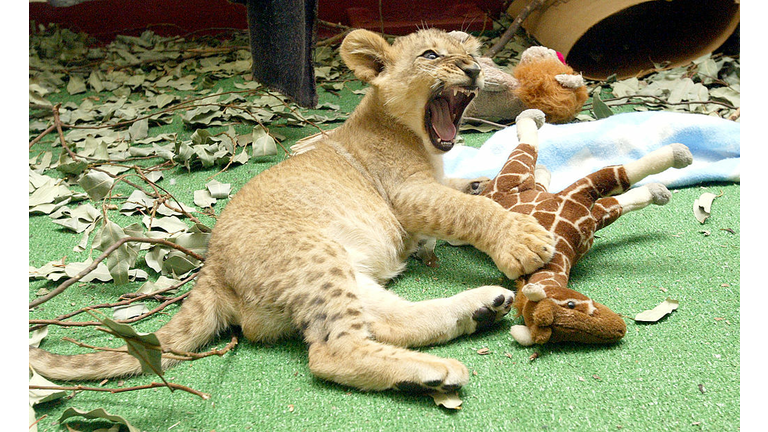 Eleven-Week-Old Lion Cubs At The San Francisco Zoo