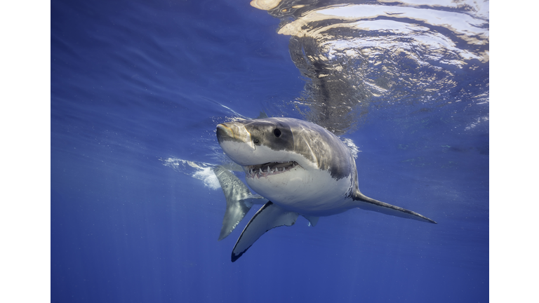 Great White Shark Bahamas