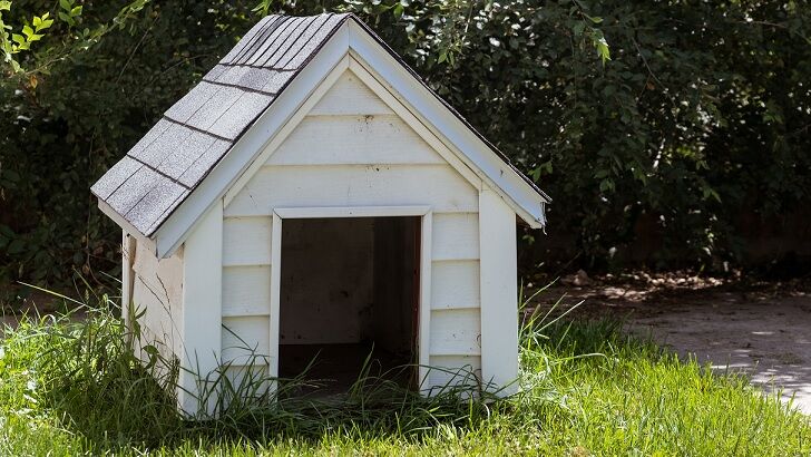 Doghouse Struck by Meteorite May Sell for Massive Sum at Auction