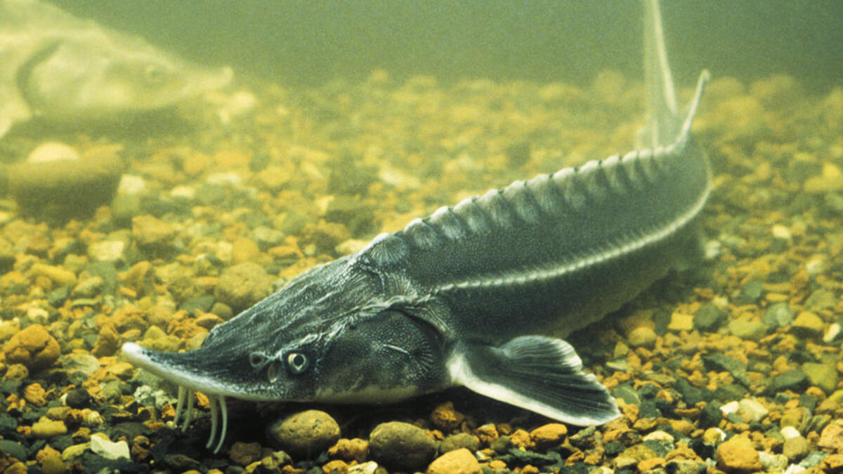 Report a Stranded, Injured, or Dead Sturgeon