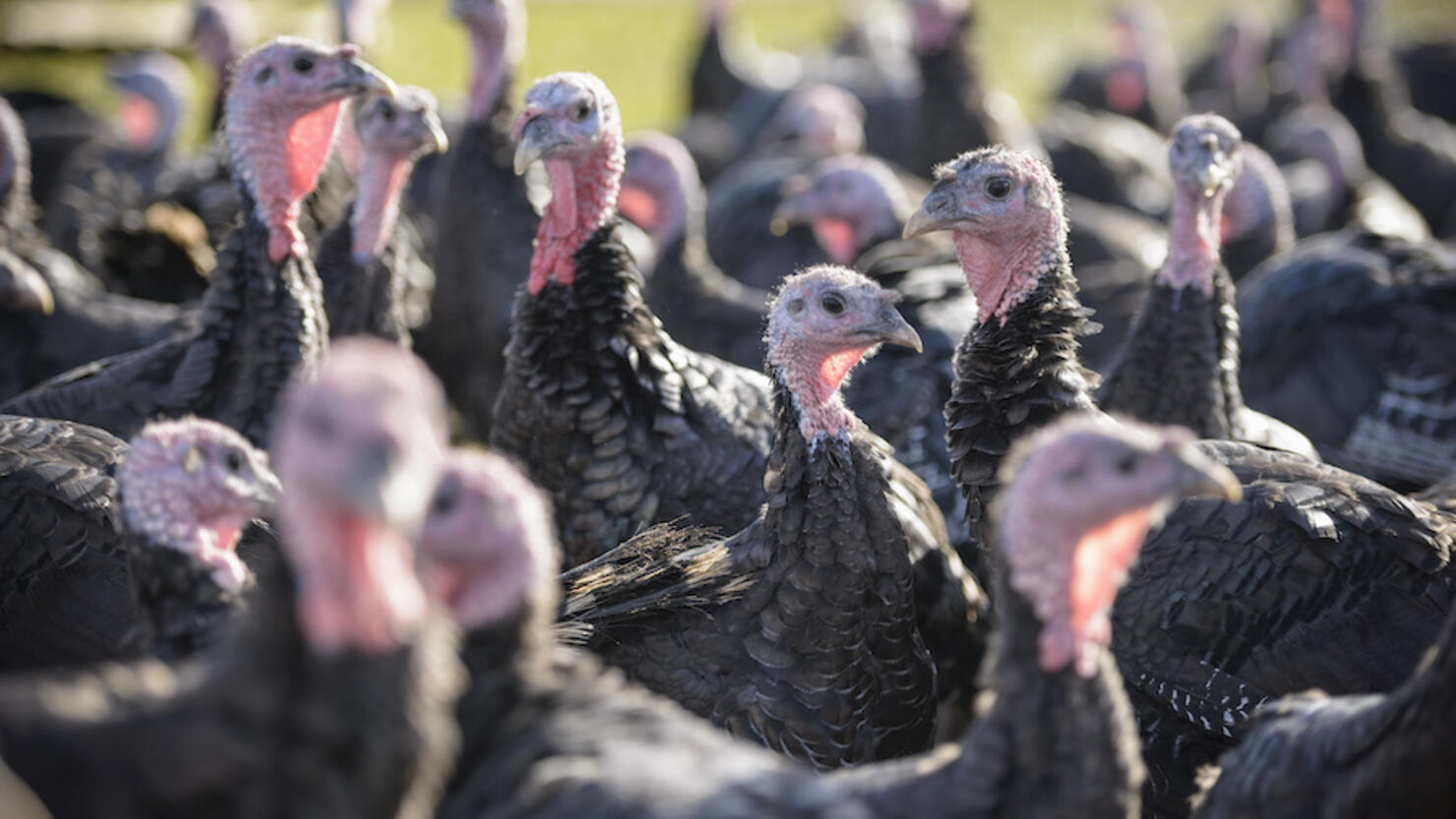 Turkeys on free range turkey farm