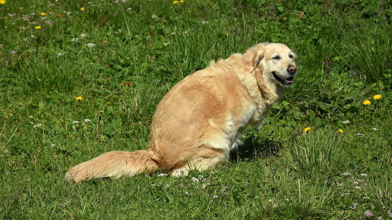 Happy purebred golden retriever pooping while looking at camera in Alpine landscape