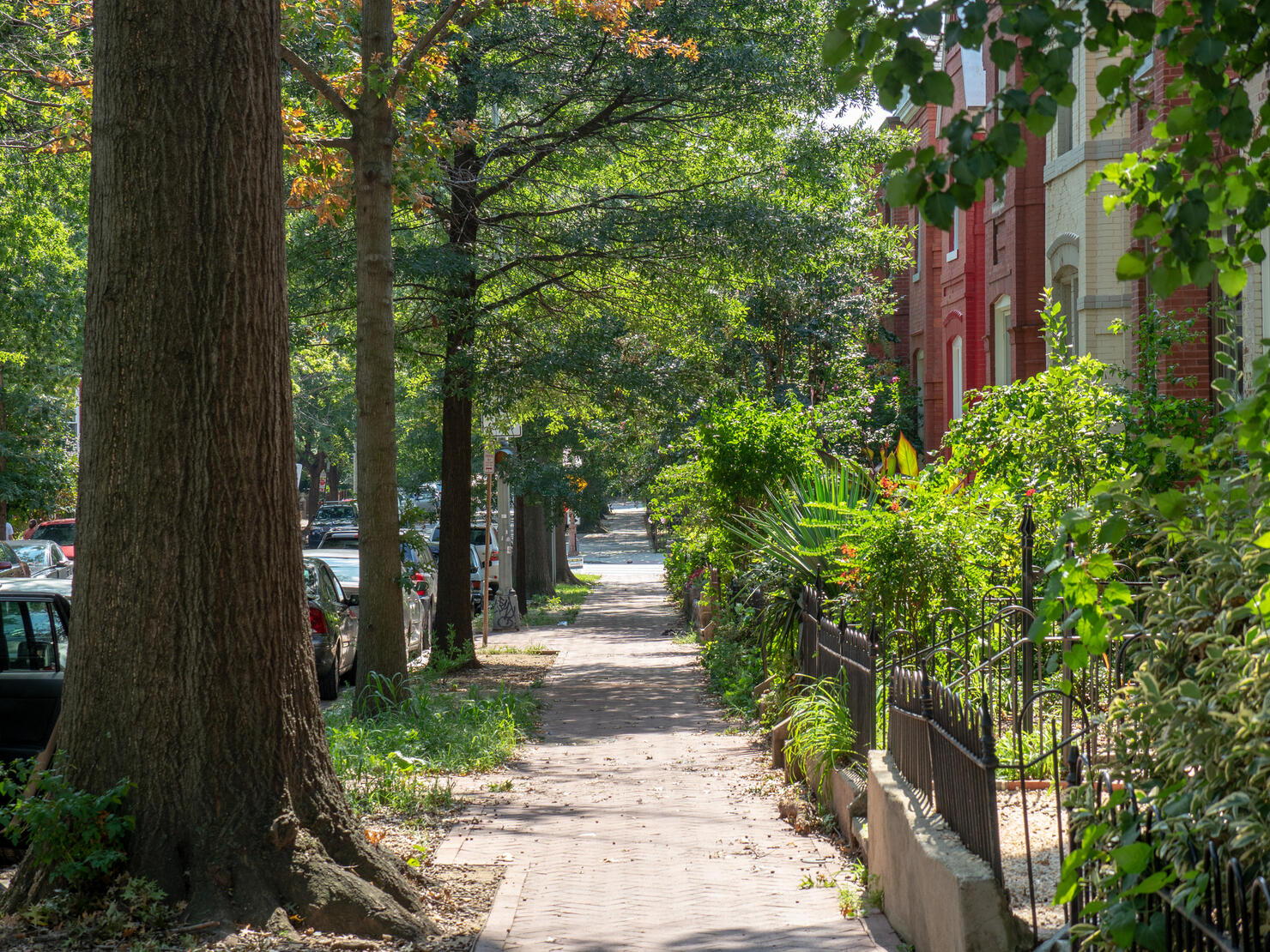 Footpath Amidst Trees In Park