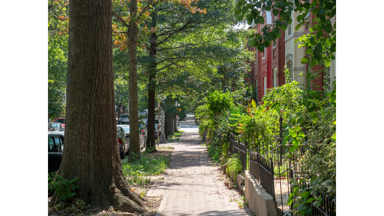Footpath Amidst Trees In Park