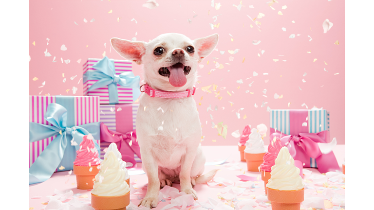 Chihuahua with confetti and birthday gifts