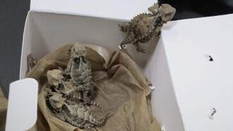 CA Border Agents Find 52 Endangered Reptiles Hidden In Man's Clothing